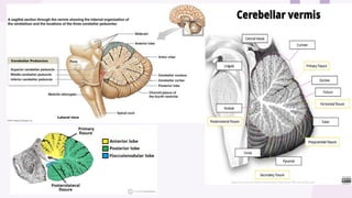 Cerebellar Ataxia Cerebellum Anatomy And Physiomanagement PPTX cerebellar-ataxia-cerebellum-anatomy-and-physiomanagement-pptx