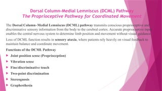 Dorsal Column–Medial Lemniscus (DCML) Pathway
The Proprioceptive Pathway for Coordinated Movement
The Dorsal Column–Medial Lemniscus (DCML) pathway transmits conscious proprioceptive and
discriminative sensory information from the body to the cerebral cortex. Accurate proprioceptive input
enables the central nervous system to determine limb position and movement without visual guidance.
Loss of DCML function results in sensory ataxia, where patients rely heavily on visual feedback to
maintain balance and coordinate movement.
Functions of the DCML Pathway
 Joint position sense (Proprioception)
 Vibration sense
 Fine/discriminative touch
 Two-point discrimination
 Stereognosis
 Graphesthesia
 