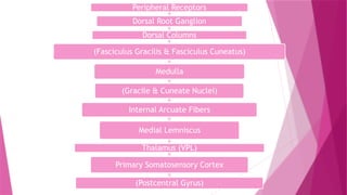 Peripheral Receptors
Dorsal Root Ganglion
Dorsal Columns
(Fasciculus Gracilis & Fasciculus Cuneatus)
Medulla
(Gracile & Cuneate Nuclei)
Internal Arcuate Fibers
Medial Lemniscus
Thalamus (VPL)
Primary Somatosensory Cortex
(Postcentral Gyrus)
 