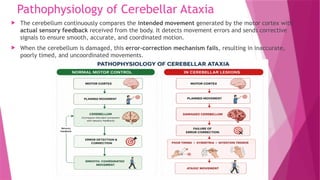 Pathophysiology of Cerebellar Ataxia
 The cerebellum continuously compares the intended movement generated by the motor cortex with
actual sensory feedback received from the body. It detects movement errors and sends corrective
signals to ensure smooth, accurate, and coordinated motion.
 When the cerebellum is damaged, this error-correction mechanism fails, resulting in inaccurate,
poorly timed, and uncoordinated movements.
 