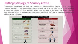 Pathophysiology of Sensory Ataxia
Coordinated movement depends on continuous proprioceptive feedback from muscles,
tendons, and joints. This information travels through the DCML pathway to the brain, allowing
accurate perception of limb position. When this pathway is damaged, the brain receives
inaccurate or absent proprioceptive information, making it difficult to coordinate movement
without visual guidance.
 