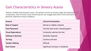 Gait Characteristics in Sensory Ataxia
Without reliable proprioceptive input, the patient cannot accurately judge foot placement. To
compensate, they increase visual monitoring and use exaggerated lower-limb movements to
generate additional sensory feedback.
Feature Clinical Presentation
Base of Support Normal or slightly widened
Foot Placement Forceful heel strike ("stamping gait")
Visual Dependence Constantly watches the feet
Walking in Darkness Markedly impaired
Turning Cautious and slow
Tandem Walking Difficult
Eyes Closed Significant increase in instability
 