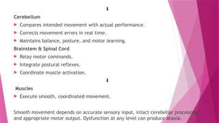 ⬇️
Cerebellum
 Compares intended movement with actual performance.
 Corrects movement errors in real time.
 Maintains balance, posture, and motor learning.
Brainstem & Spinal Cord
 Relay motor commands.
 Integrate postural reflexes.
 Coordinate muscle activation.
⬇️
Muscles
 Execute smooth, coordinated movement.
Smooth movement depends on accurate sensory input, intact cerebellar processing,
and appropriate motor output. Dysfunction at any level can produce ataxia.
 