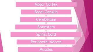 Motor Cortex
Basal Ganglia
Cerebellum
Brainstem
Spinal Cord
Peripheral Nerves
Muscles
 