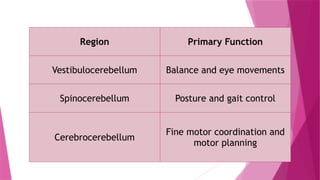 Region Primary Function
Vestibulocerebellum Balance and eye movements
Spinocerebellum Posture and gait control
Cerebrocerebellum
Fine motor coordination and
motor planning
 