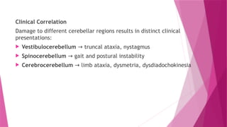Clinical Correlation
Damage to different cerebellar regions results in distinct clinical
presentations:
 Vestibulocerebellum truncal ataxia, nystagmus
→
 Spinocerebellum gait and postural instability
→
 Cerebrocerebellum limb ataxia, dysmetria, dysdiadochokinesia
→
 