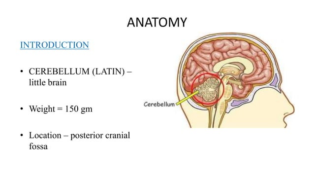 Cerebellar disorders | PPTX | Brain and Nervous System Disorders ...