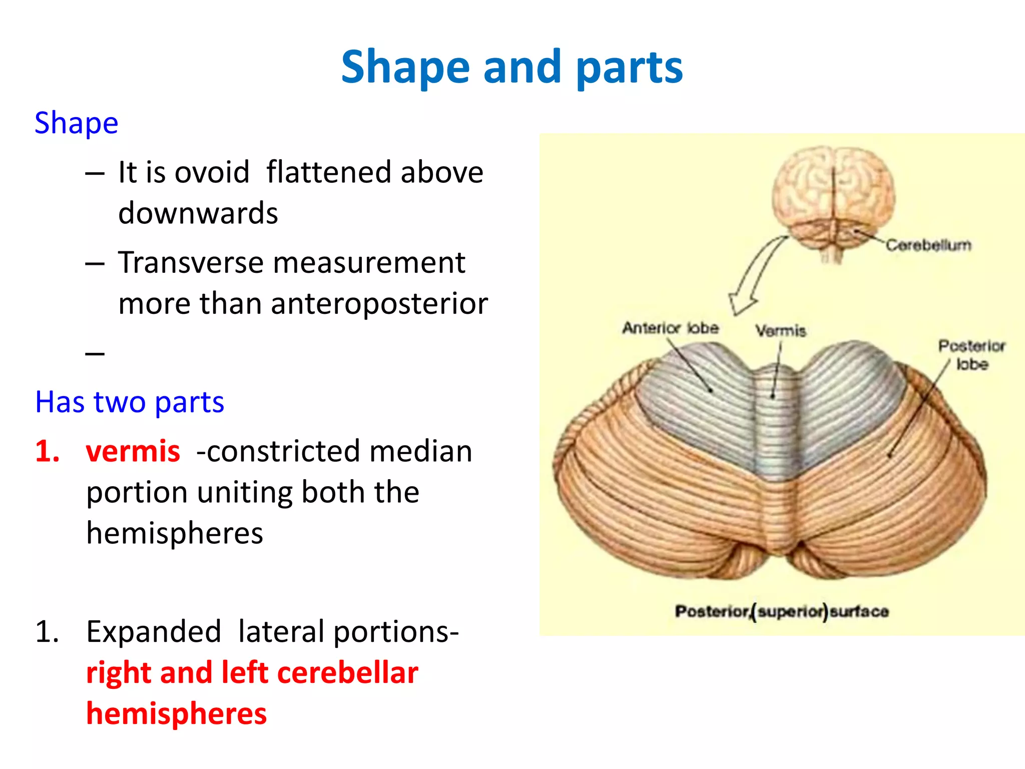 Shape and parts
Shape
– It is ovoid flattened above
downwards
– Transverse measurement
more than anteroposterior
–
Has two parts
1. vermis -constricted median
portion uniting both the
hemispheres
1. Expanded lateral portions-
right and left cerebellar
hemispheres
 