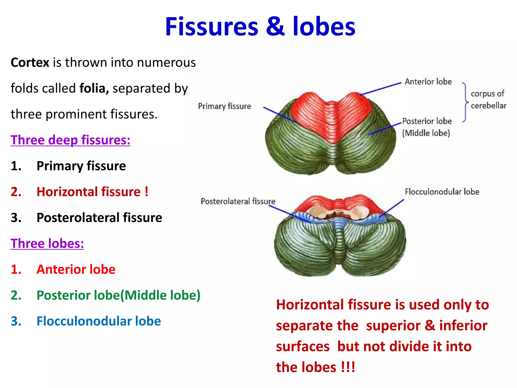 Fissures & lobes
Cortex is thrown into numerous
folds called folia, separated by
three prominent fissures.
Three deep fissures:
1. Primary fissure
2. Horizontal fissure !
3. Posterolateral fissure
Three lobes:
1. Anterior lobe
2. Posterior lobe(Middle lobe)
3. Flocculonodular lobe
F
Horizontal fissure is used only to
separate the superior & inferior
surfaces but not divide it into
the lobes !!!
 