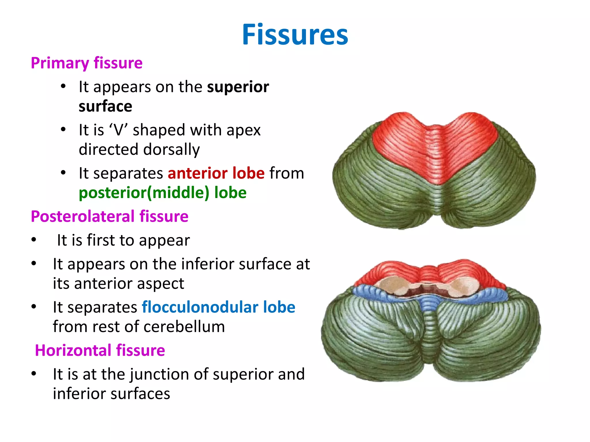 Fissures
Primary fissure
• It appears on the superior
surface
• It is ‘V’ shaped with apex
directed dorsally
• It separates anterior lobe from
posterior(middle) lobe
Posterolateral fissure
• It is first to appear
• It appears on the inferior surface at
its anterior aspect
• It separates flocculonodular lobe
from rest of cerebellum
Horizontal fissure
• It is at the junction of superior and
inferior surfaces
 