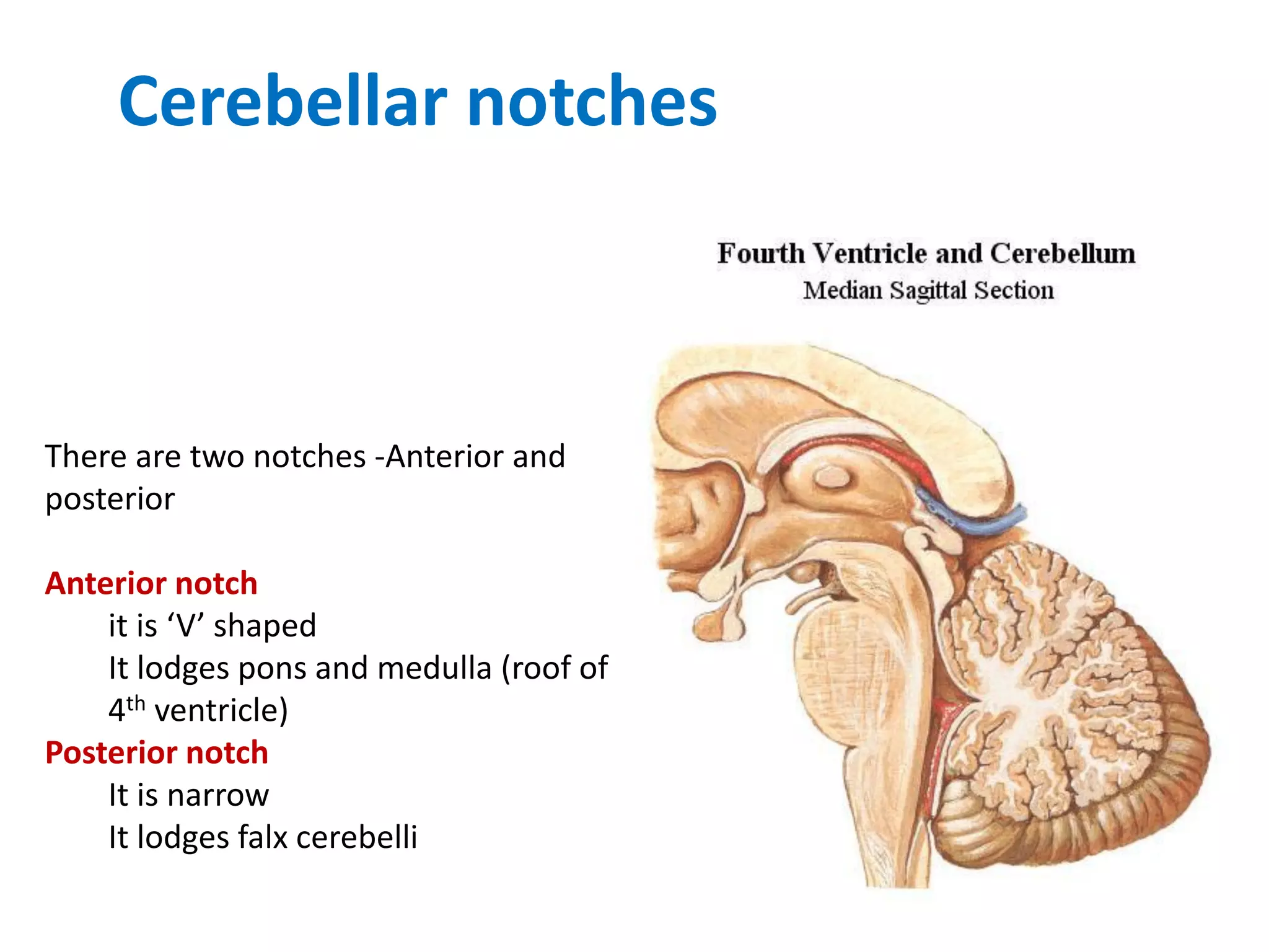 There are two notches -Anterior and
posterior
Anterior notch
it is ‘V’ shaped
It lodges pons and medulla (roof of
4th ventricle)
Posterior notch
It is narrow
It lodges falx cerebelli
Cerebellar notches
 