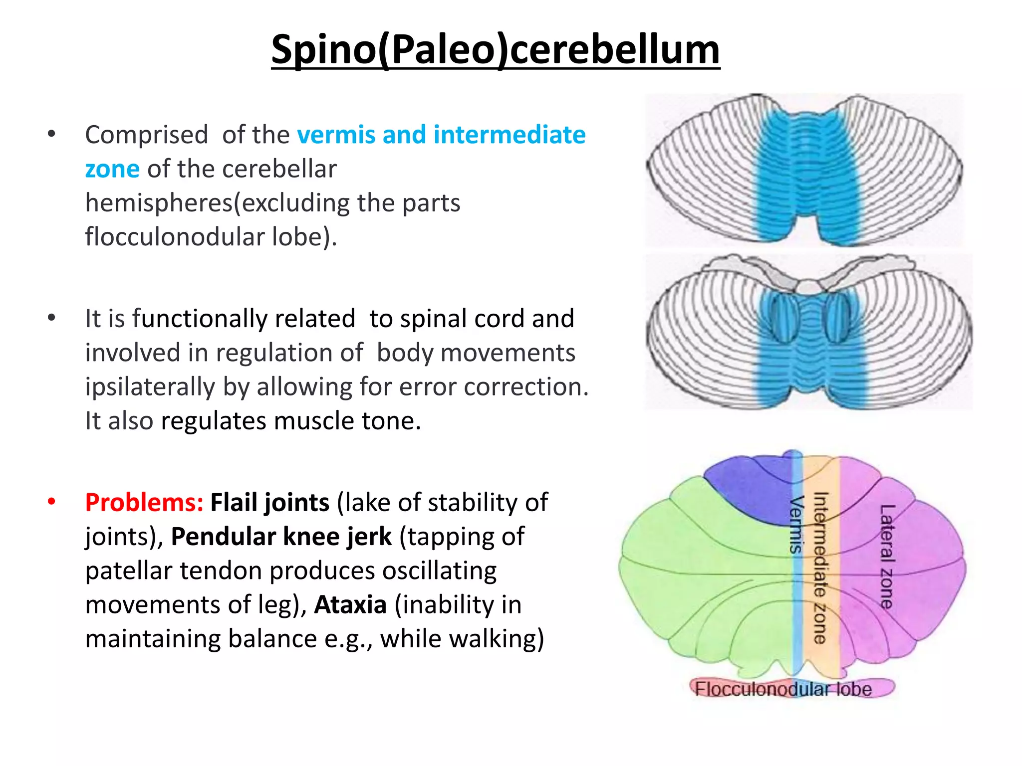 Spino(Paleo)cerebellum
• Comprised of the vermis and intermediate
zone of the cerebellar
hemispheres(excluding the parts
flocculonodular lobe).
• It is functionally related to spinal cord and
involved in regulation of body movements
ipsilaterally by allowing for error correction.
It also regulates muscle tone.
• Problems: Flail joints (lake of stability of
joints), Pendular knee jerk (tapping of
patellar tendon produces oscillating
movements of leg), Ataxia (inability in
maintaining balance e.g., while walking)
 