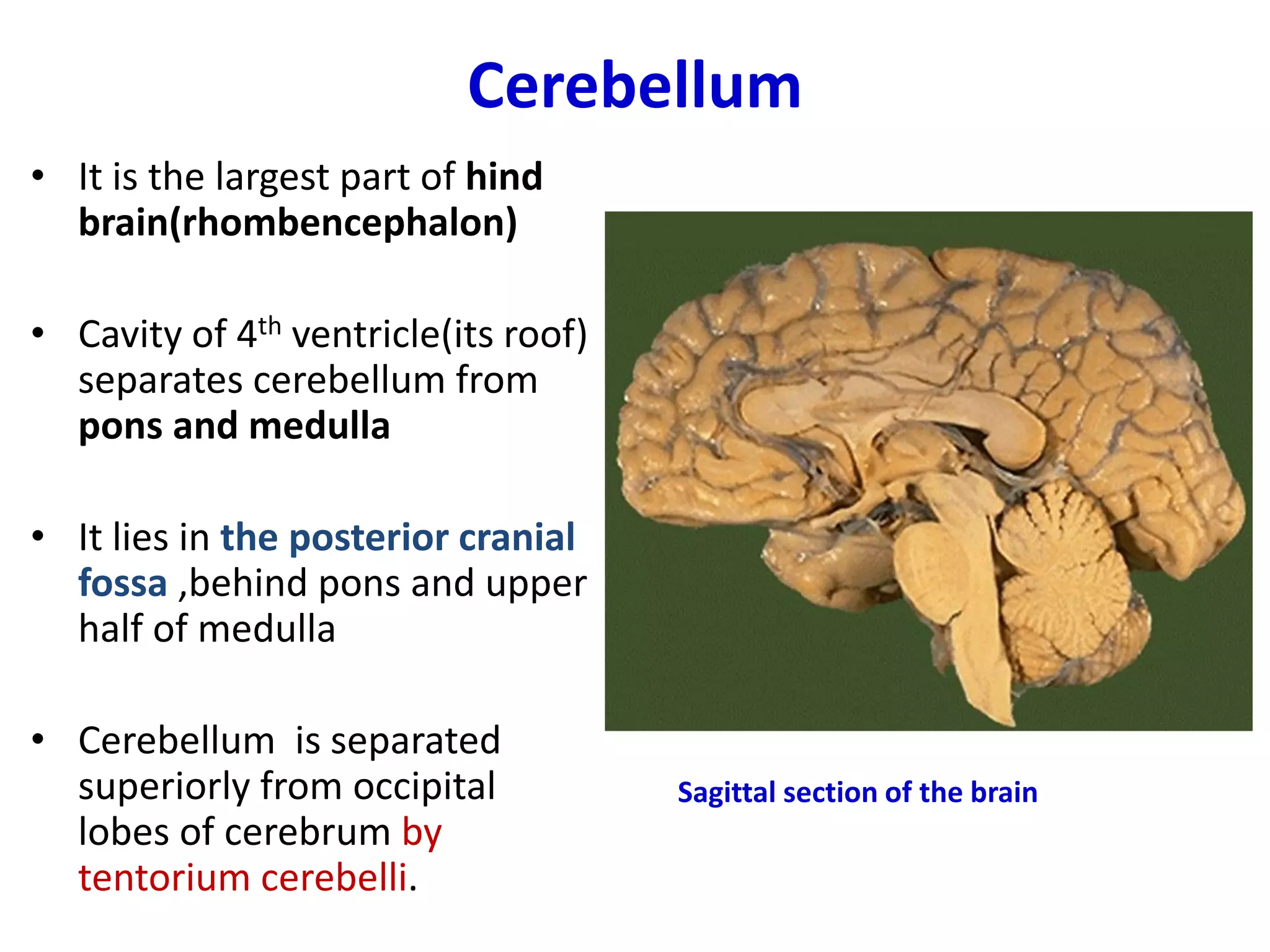 • It is the largest part of hind
brain(rhombencephalon)
• Cavity of 4th ventricle(its roof)
separates cerebellum from
pons and medulla
• It lies in the posterior cranial
fossa ,behind pons and upper
half of medulla
• Cerebellum is separated
superiorly from occipital
lobes of cerebrum by
tentorium cerebelli.
Cerebellum
Sagittal section of the brain
 