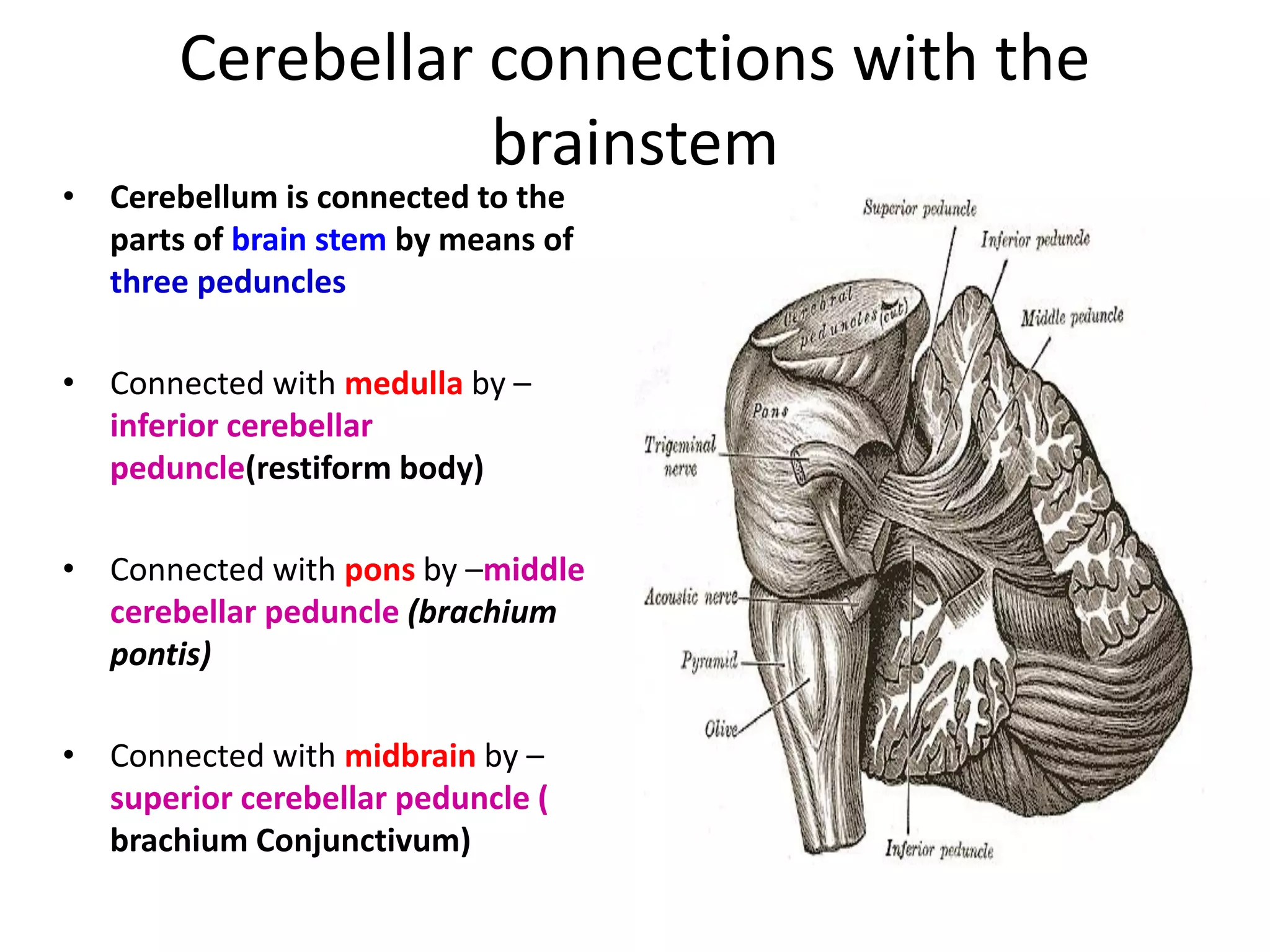 Cerebellar connections with the
brainstem
• Cerebellum is connected to the
parts of brain stem by means of
three peduncles
• Connected with medulla by –
inferior cerebellar
peduncle(restiform body)
• Connected with pons by –middle
cerebellar peduncle (brachium
pontis)
• Connected with midbrain by –
superior cerebellar peduncle (
brachium Conjunctivum)
 