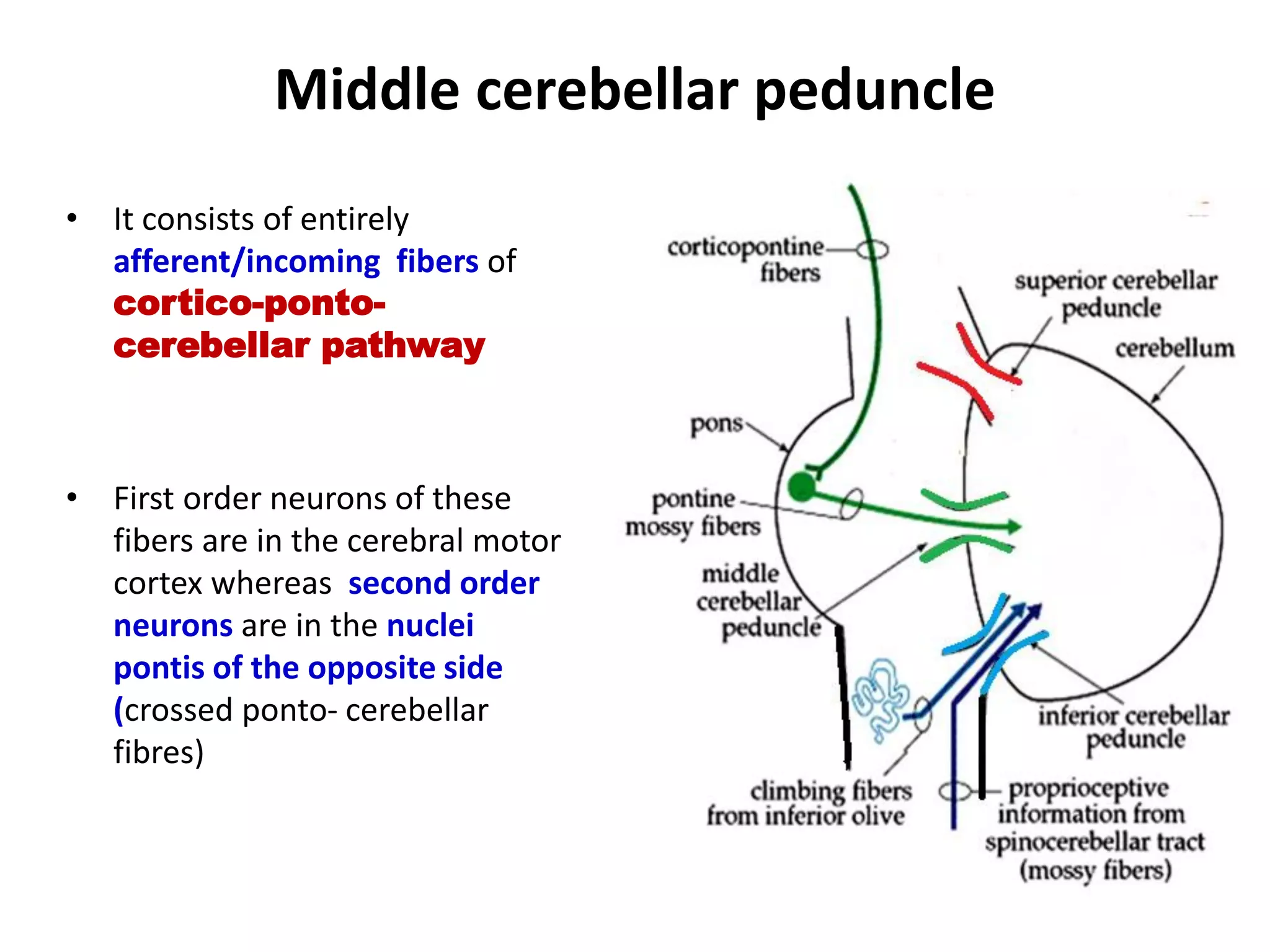Middle cerebellar peduncle
• It consists of entirely
afferent/incoming fibers of
cortico-ponto-
cerebellar pathway
• First order neurons of these
fibers are in the cerebral motor
cortex whereas second order
neurons are in the nuclei
pontis of the opposite side
(crossed ponto- cerebellar
fibres)
 