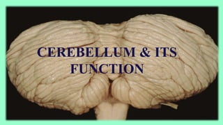 CEREBELLUM & ITS
FUNCTION
 