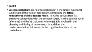 Comprehensive Overview of the Cerebellum: Structure, Function, and ...