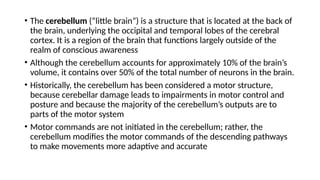 Comprehensive Overview of the Cerebellum: Structure, Function, and ...