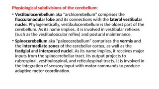 Comprehensive Overview of the Cerebellum: Structure, Function, and ...