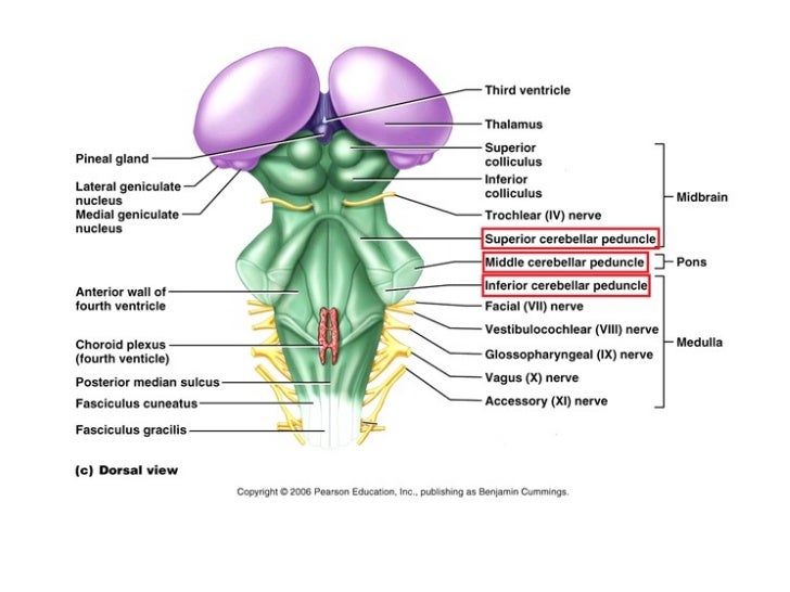 Image Result For Cerebellum Image Result For Cerebellum