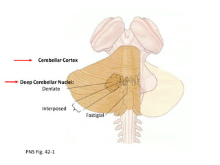 Cerebellar Cortex

Deep Cerebellar Nuclei:
Dentate

Interposed
Fastigial

PNS Fig. 42-1

 
