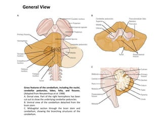General View

Gross features of the cerebellum, including the nuclei,
cerebellar peduncles, lobes, folia, and fissures.
(Adapted from Nieuwenhuys et al. 1988)
A. Dorsal view. Part of the right hemisphere has been
cut out to show the underlying cerebellar peduncles.
B. Ventral view of the cerebellum detached from the
brain stem.
C. Midsagittal section through the brain stem and
cerebellum, showing the branching structures of the
cerebellum.

 