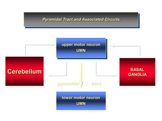 Pyramidal Tract and Associated Circuits

upper motor neuron
UMN

BASAL
GANGLIA

Cerebellum
pyramidal

tract

lower motor neuron
UMN

 