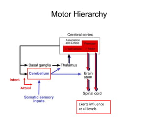 Motor Hierarchy

1° Som sensory

Intent
Actual

Exerts influence
at all levels

 