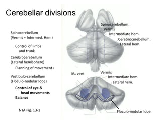 Cerebellar divisions
Spinocerebellum:
Vermis
Intermediate hem.
Cerebrocerebellum:
Lateral hem.

Spinocerebellum
(Vermis + Intermed. Hem)
Control of limbs
and trunk
Cerebrocerebellum
(Lateral hemisphere)
Planning of movement+
Vestibulo-cerebellum
(Floculo-nodular lobe)

IVth vent

Vermis
Intermediate hem.
Lateral hem.

Control of eye &
head movements
Balance
NTA Fig. 13-1

Floculo-nodular lobe

 