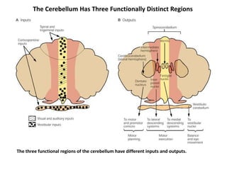The Cerebellum Has Three Functionally Distinct Regions

The three functional regions of the cerebellum have different inputs and outputs.

 