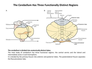 The Cerebellum Has Three Functionally Distinct Regions

The cerebellum is divided into anatomically distinct lobes.
The main body of cerebellum has three functional regions: the central vermis and the lateral and
intermediate zones in each hemisphere.
It is divided by the primary fissure into anterior and posterior lobes. The posterolateral fissure separates
the flocculonodular lobe.

 