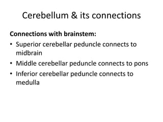 Cerebellum & its connections
Connections with brainstem:
• Superior cerebellar peduncle connects to
midbrain
• Middle cerebellar peduncle connects to pons
• Inferior cerebellar peduncle connects to
medulla

 