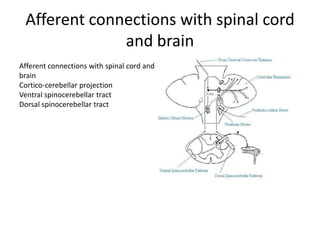 Afferent connections with spinal cord
and brain
Afferent connections with spinal cord and
brain
Cortico-cerebellar projection
Ventral spinocerebellar tract
Dorsal spinocerebellar tract

 