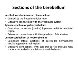 Sections of the Cerebellum
Vestibulocerebellum or archicerebellum
• Comprises the flocculonodular lobe
• Extensive connections with the vestibular system
Spinocerebellum or paleocerebellum
• Comprises the vermis (medial) & paravermal (intermediate)
region
• Extensive connections with the spinal cord & brainstem
Cerebrocerebellum or neocerebellum
• Comprises lateral portions of cerebellar hemispheres
(excluding paravermal regions)
• Extensive connections with cerebral cortex through relay
stations in cerebellar nuclei and dorsal thalamus

 