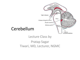 Cerebellum
Lecture Class by
Pratap Sagar
Tiwari, MD, Lecturer, NGMC

 