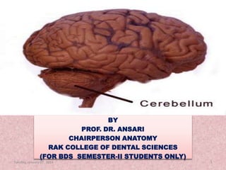 CEREBELLUM

BY
PROF. DR. ANSARI
CHAIRPERSON ANATOMY
RAK COLLEGE OF DENTAL SCIENCES
(FOR BDS SEMESTER-II STUDENTS ONLY)
Tuesday, January 07, 2014

1

 