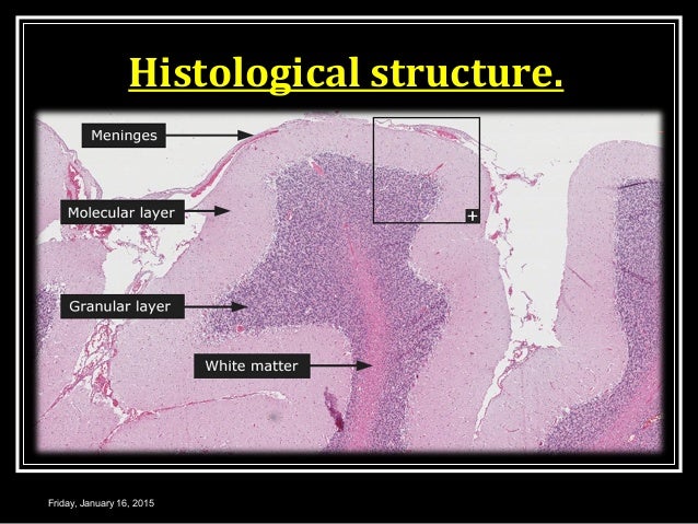 Cerebellum ppt