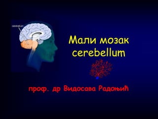 Maли мозак
cerebellum
проф. др Видосава Радоњић
 
