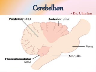 Cerebellum - Dr. Chintan
 