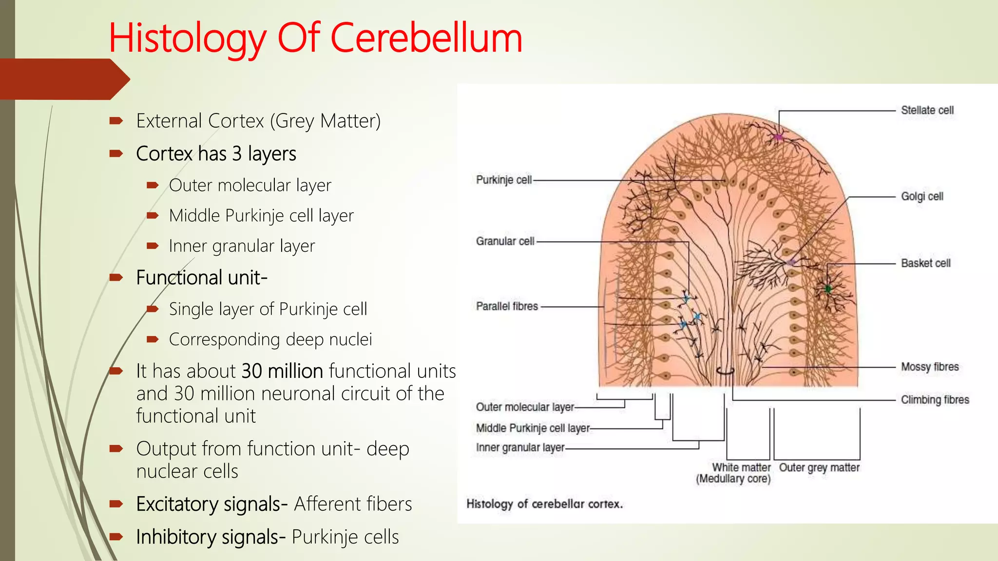 Histology Of Cerebellum
 External Cortex (Grey Matter)
 Cortex has 3 layers
 Outer molecular layer
 Middle Purkinje cell layer
 Inner granular layer
 Functional unit-
 Single layer of Purkinje cell
 Corresponding deep nuclei
 It has about 30 million functional units
and 30 million neuronal circuit of the
functional unit
 Output from function unit- deep
nuclear cells
 Excitatory signals- Afferent fibers
 Inhibitory signals- Purkinje cells
 