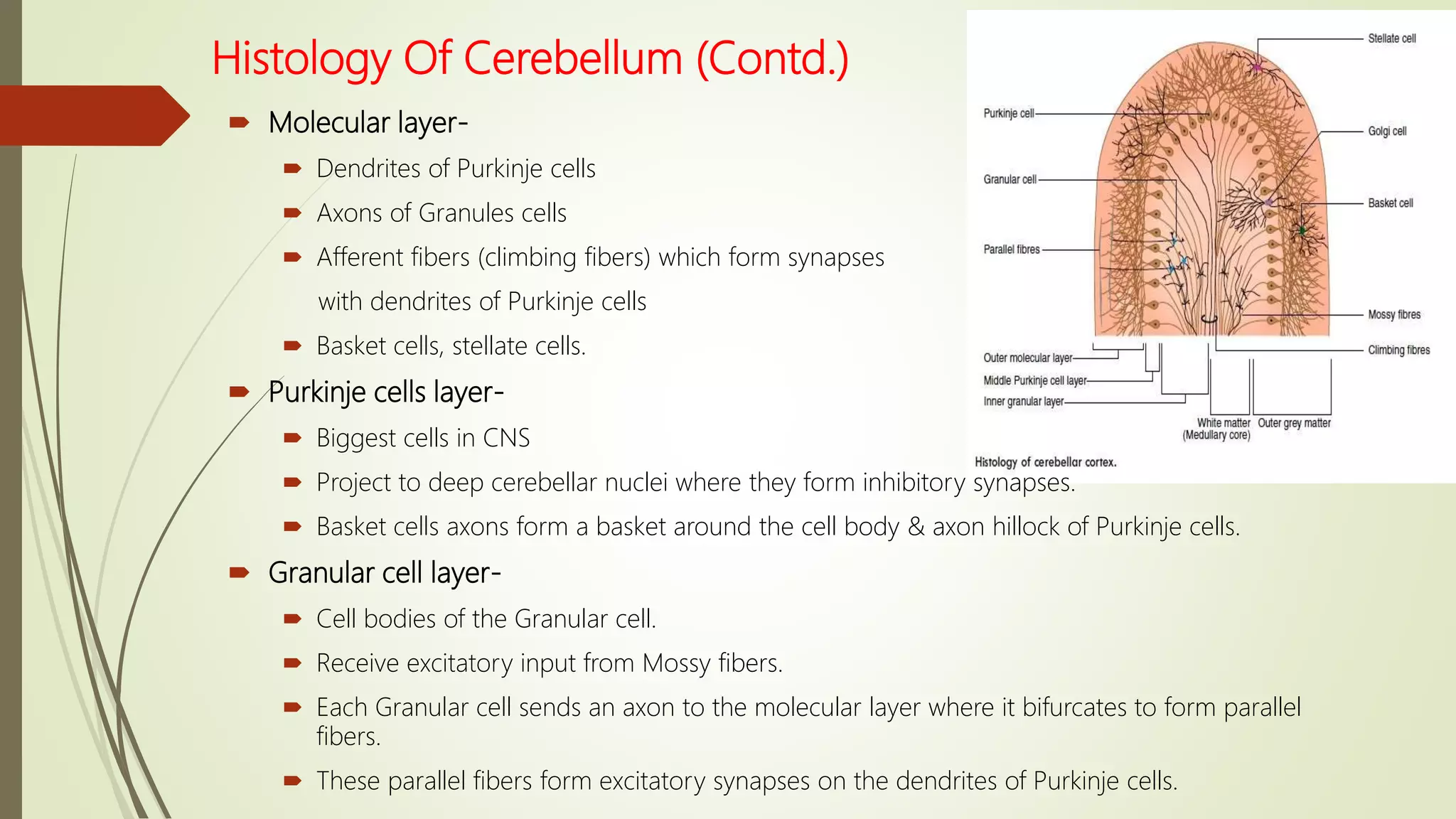 Histology Of Cerebellum (Contd.)
 Molecular layer-
 Dendrites of Purkinje cells
 Axons of Granules cells
 Afferent fibers (climbing fibers) which form synapses
with dendrites of Purkinje cells
 Basket cells, stellate cells.
 Purkinje cells layer-
 Biggest cells in CNS
 Project to deep cerebellar nuclei where they form inhibitory synapses.
 Basket cells axons form a basket around the cell body & axon hillock of Purkinje cells.
 Granular cell layer-
 Cell bodies of the Granular cell.
 Receive excitatory input from Mossy fibers.
 Each Granular cell sends an axon to the molecular layer where it bifurcates to form parallel
fibers.
 These parallel fibers form excitatory synapses on the dendrites of Purkinje cells.
 