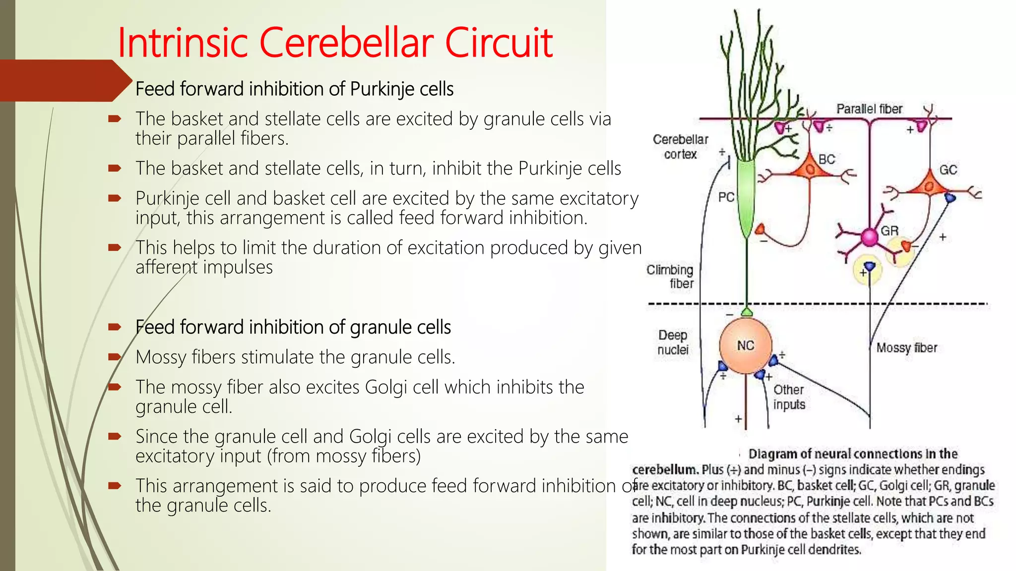 Intrinsic Cerebellar Circuit
 Feed forward inhibition of Purkinje cells
 The basket and stellate cells are excited by granule cells via
their parallel fibers.
 The basket and stellate cells, in turn, inhibit the Purkinje cells
 Purkinje cell and basket cell are excited by the same excitatory
input, this arrangement is called feed forward inhibition.
 This helps to limit the duration of excitation produced by given
afferent impulses
 Feed forward inhibition of granule cells
 Mossy fibers stimulate the granule cells.
 The mossy fiber also excites Golgi cell which inhibits the
granule cell.
 Since the granule cell and Golgi cells are excited by the same
excitatory input (from mossy fibers)
 This arrangement is said to produce feed forward inhibition of
the granule cells.
 