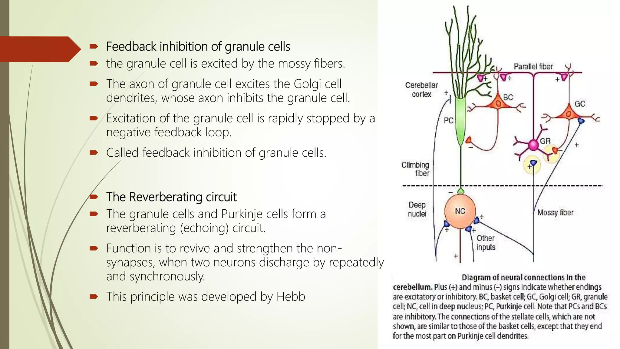  Feedback inhibition of granule cells
 the granule cell is excited by the mossy fibers.
 The axon of granule cell excites the Golgi cell
dendrites, whose axon inhibits the granule cell.
 Excitation of the granule cell is rapidly stopped by a
negative feedback loop.
 Called feedback inhibition of granule cells.
 The Reverberating circuit
 The granule cells and Purkinje cells form a
reverberating (echoing) circuit.
 Function is to revive and strengthen the non-
synapses, when two neurons discharge by repeatedly
and synchronously.
 This principle was developed by Hebb
 