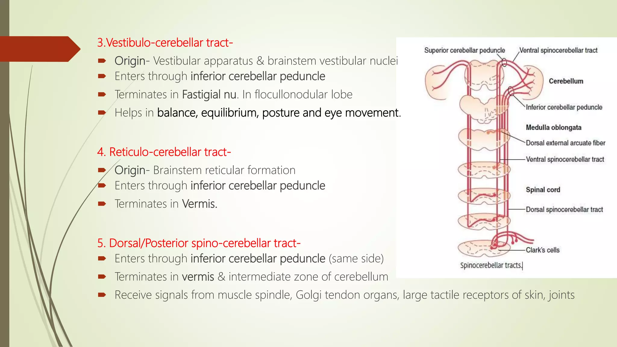 3.Vestibulo-cerebellar tract-
 Origin- Vestibular apparatus & brainstem vestibular nuclei
 Enters through inferior cerebellar peduncle
 Terminates in Fastigial nu. In flocullonodular lobe
 Helps in balance, equilibrium, posture and eye movement.
4. Reticulo-cerebellar tract-
 Origin- Brainstem reticular formation
 Enters through inferior cerebellar peduncle
 Terminates in Vermis.
5. Dorsal/Posterior spino-cerebellar tract-
 Enters through inferior cerebellar peduncle (same side)
 Terminates in vermis & intermediate zone of cerebellum
 Receive signals from muscle spindle, Golgi tendon organs, large tactile receptors of skin, joints
 