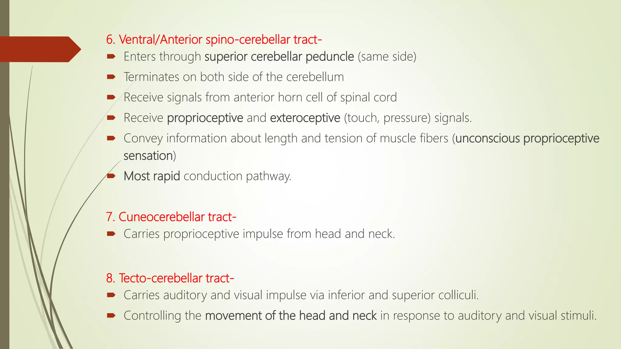 6. Ventral/Anterior spino-cerebellar tract-
 Enters through superior cerebellar peduncle (same side)
 Terminates on both side of the cerebellum
 Receive signals from anterior horn cell of spinal cord
 Receive proprioceptive and exteroceptive (touch, pressure) signals.
 Convey information about length and tension of muscle fibers (unconscious proprioceptive
sensation)
 Most rapid conduction pathway.
7. Cuneocerebellar tract-
 Carries proprioceptive impulse from head and neck.
8. Tecto-cerebellar tract-
 Carries auditory and visual impulse via inferior and superior colliculi.
 Controlling the movement of the head and neck in response to auditory and visual stimuli.
 