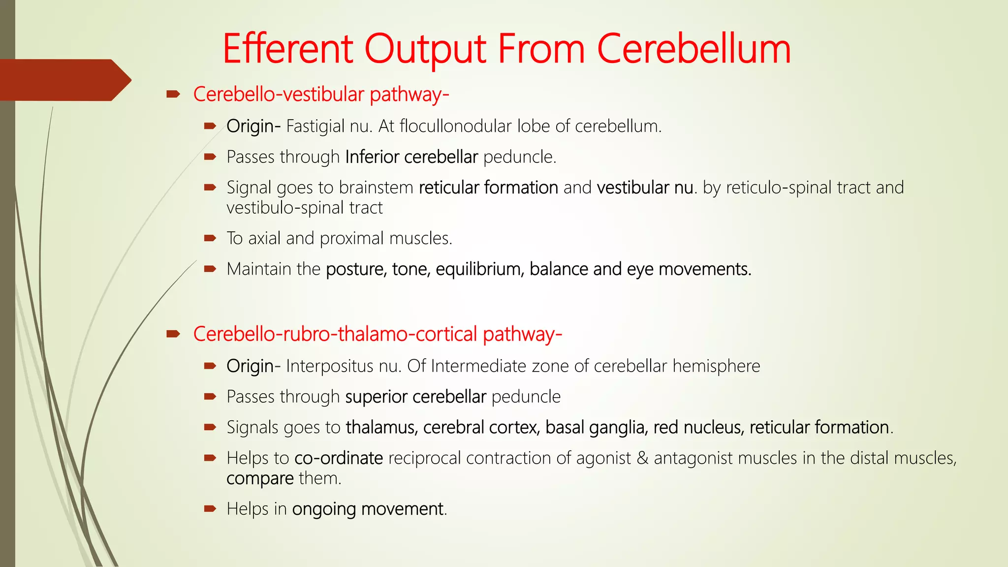 Efferent Output From Cerebellum
 Cerebello-vestibular pathway-
 Origin- Fastigial nu. At flocullonodular lobe of cerebellum.
 Passes through Inferior cerebellar peduncle.
 Signal goes to brainstem reticular formation and vestibular nu. by reticulo-spinal tract and
vestibulo-spinal tract
 To axial and proximal muscles.
 Maintain the posture, tone, equilibrium, balance and eye movements.
 Cerebello-rubro-thalamo-cortical pathway-
 Origin- Interpositus nu. Of Intermediate zone of cerebellar hemisphere
 Passes through superior cerebellar peduncle
 Signals goes to thalamus, cerebral cortex, basal ganglia, red nucleus, reticular formation.
 Helps to co-ordinate reciprocal contraction of agonist & antagonist muscles in the distal muscles,
compare them.
 Helps in ongoing movement.
 