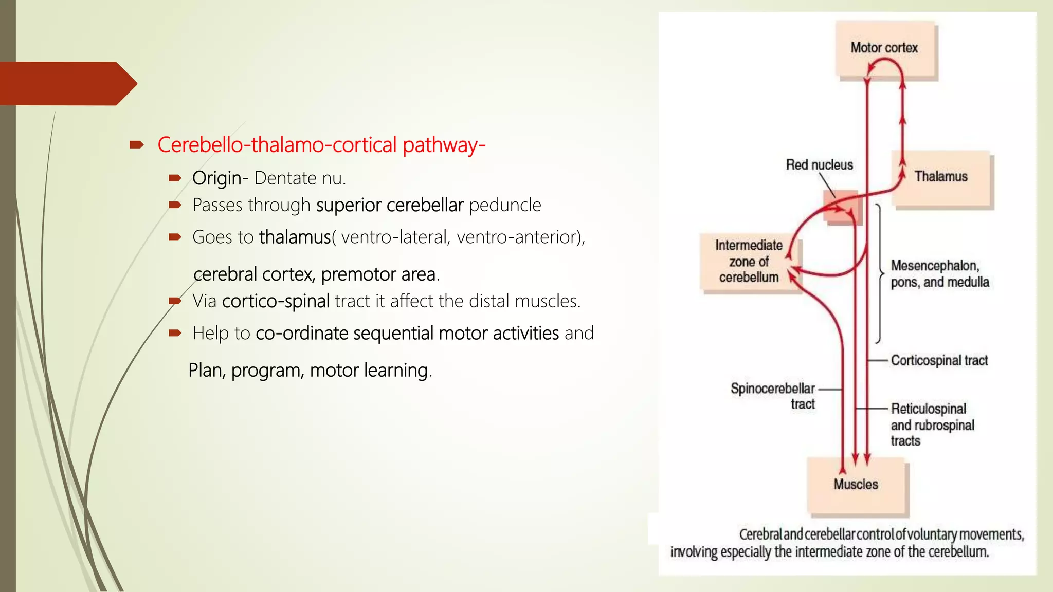  Cerebello-thalamo-cortical pathway-
 Origin- Dentate nu.
 Passes through superior cerebellar peduncle
 Goes to thalamus( ventro-lateral, ventro-anterior),
cerebral cortex, premotor area.
 Via cortico-spinal tract it affect the distal muscles.
 Help to co-ordinate sequential motor activities and
Plan, program, motor learning.
 