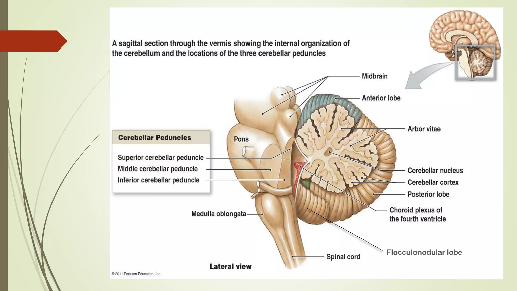 Flocculonodular lobe
 