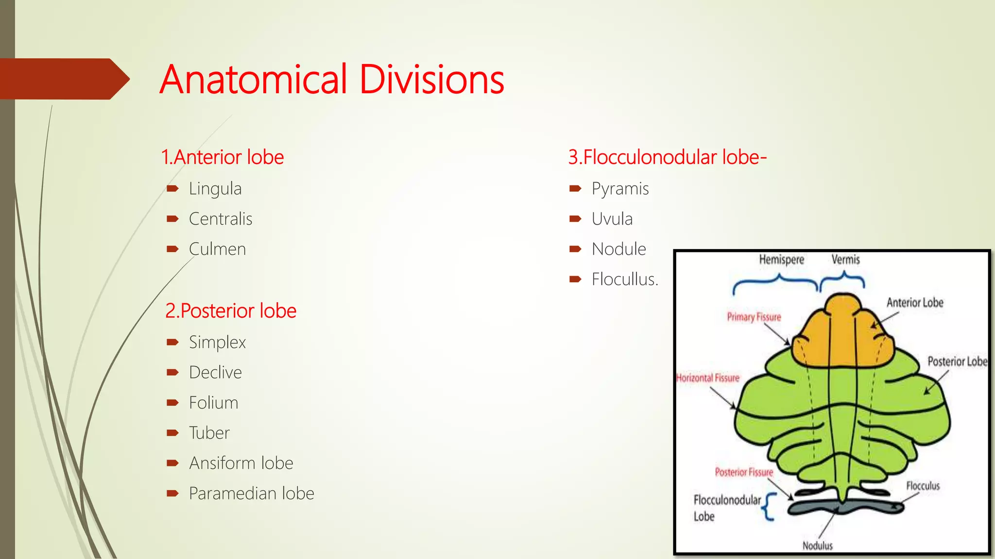Anatomical Divisions
1.Anterior lobe
 Lingula
 Centralis
 Culmen
2.Posterior lobe
 Simplex
 Declive
 Folium
 Tuber
 Ansiform lobe
 Paramedian lobe
3.Flocculonodular lobe-
 Pyramis
 Uvula
 Nodule
 Flocullus.
 