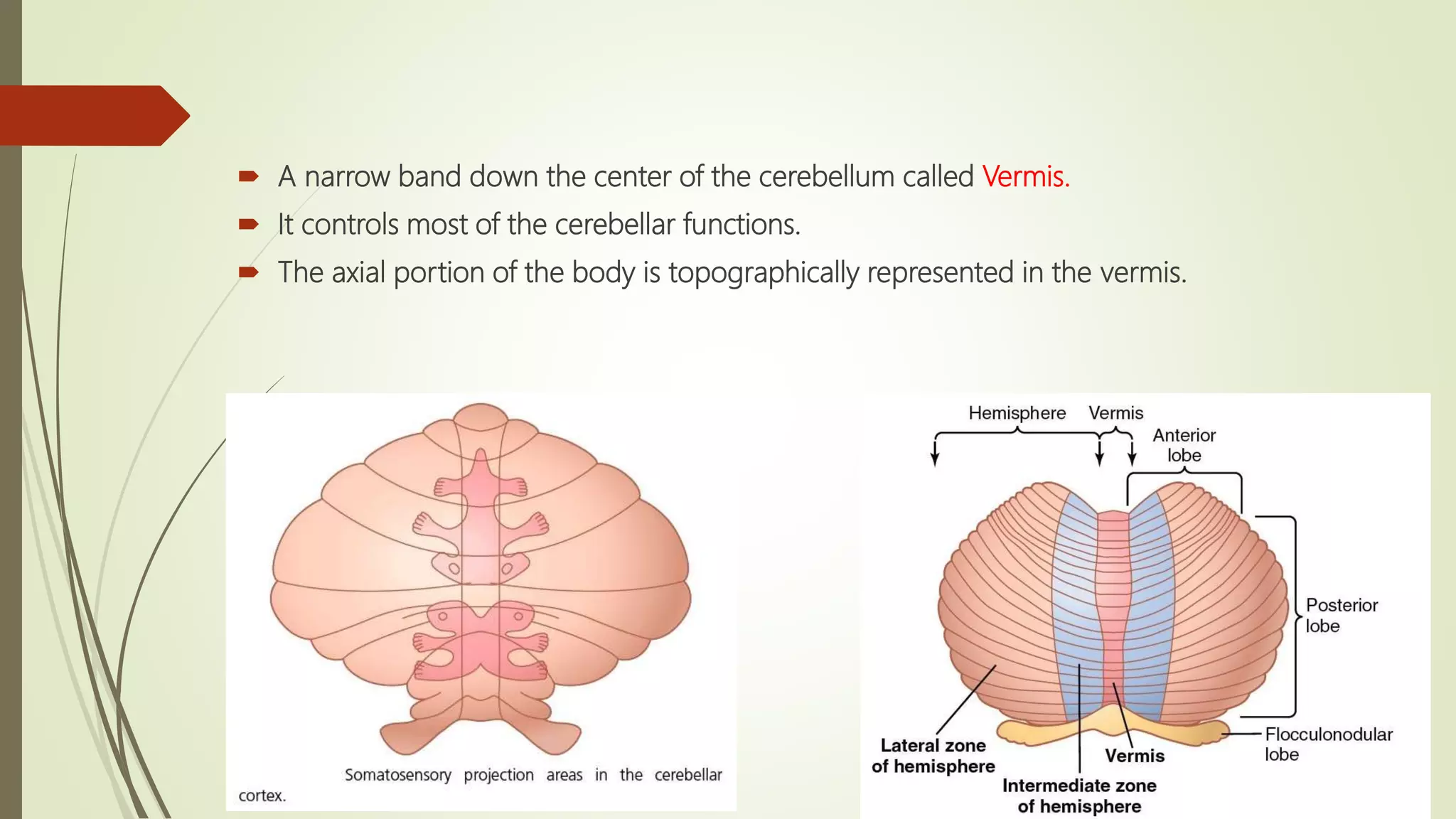  A narrow band down the center of the cerebellum called Vermis.
 It controls most of the cerebellar functions.
 The axial portion of the body is topographically represented in the vermis.
 
